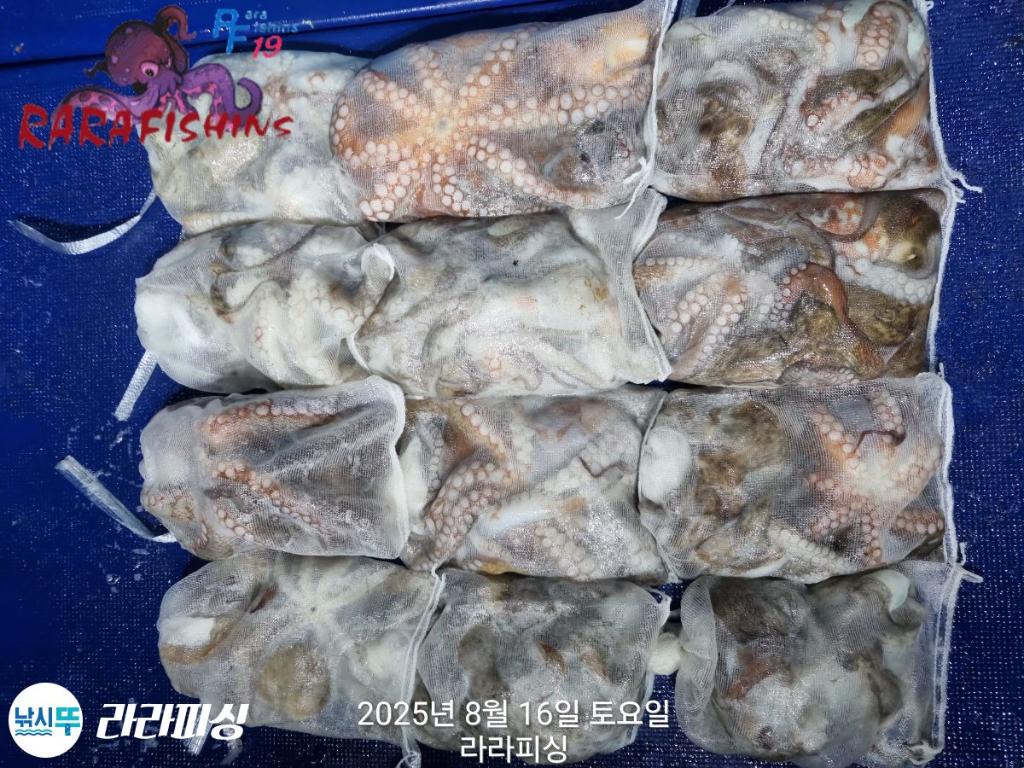 낚시뚜,돌문어,속천항(진해),라라피싱,낚시뚜16