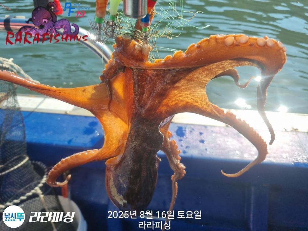 낚시뚜,돌문어,속천항(진해),라라피싱,낚시뚜15