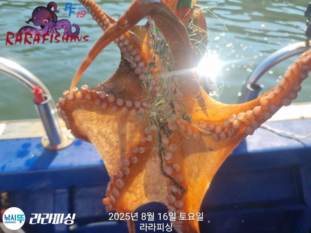 낚시뚜,돌문어,속천항(진해),라라피싱,낚시뚜14