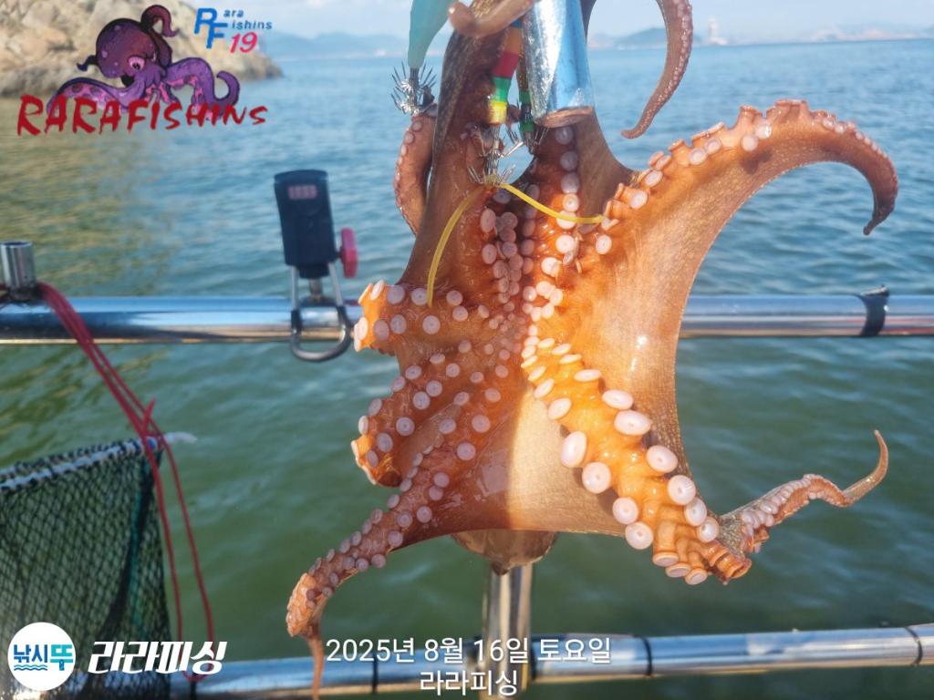 낚시뚜,돌문어,속천항(진해),라라피싱,낚시뚜12