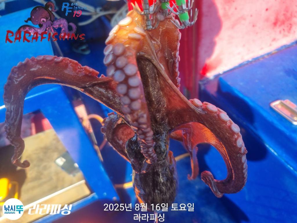 낚시뚜,돌문어,속천항(진해),라라피싱,낚시뚜11