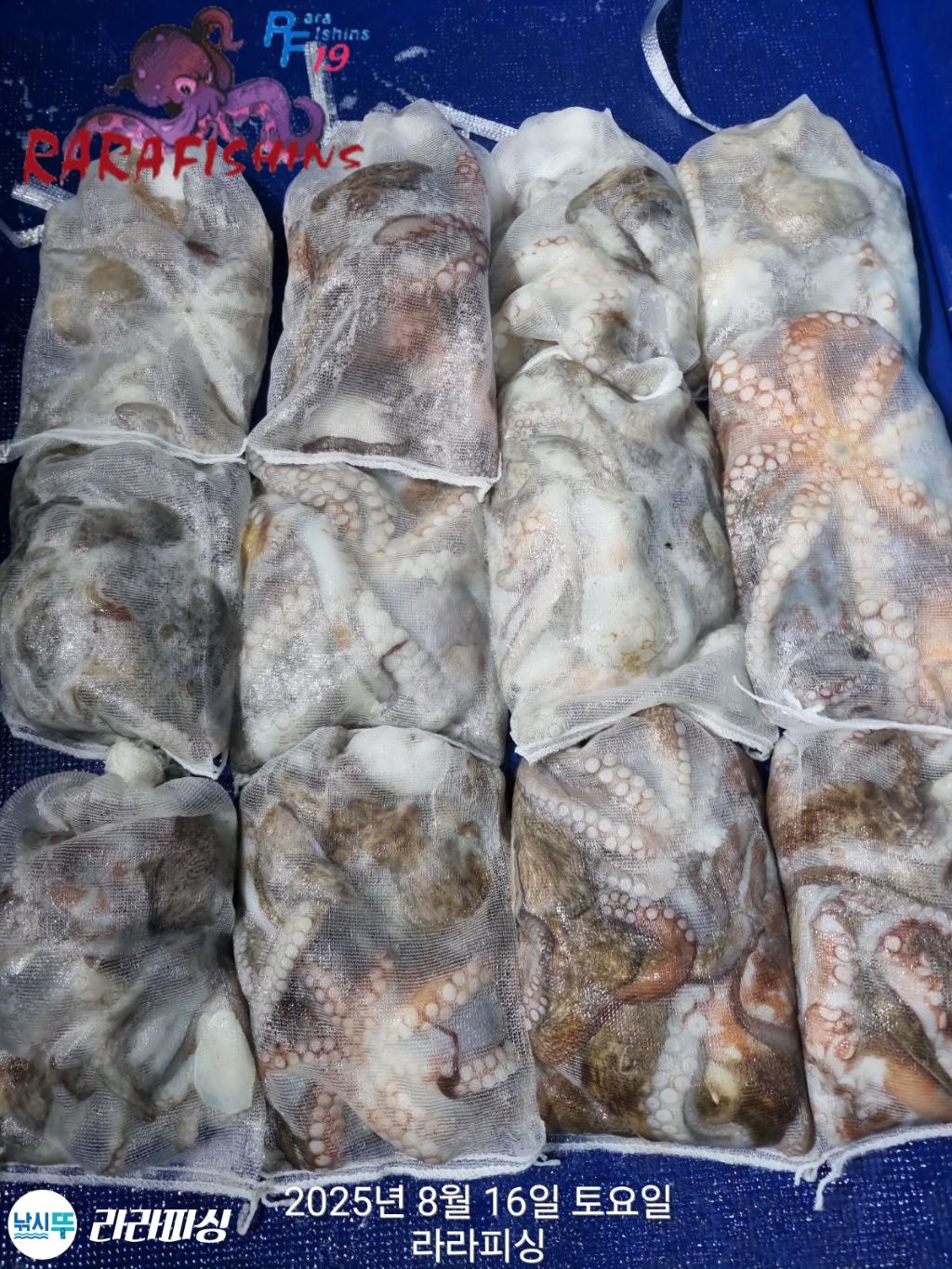 낚시뚜,돌문어,속천항(진해),라라피싱,낚시뚜0