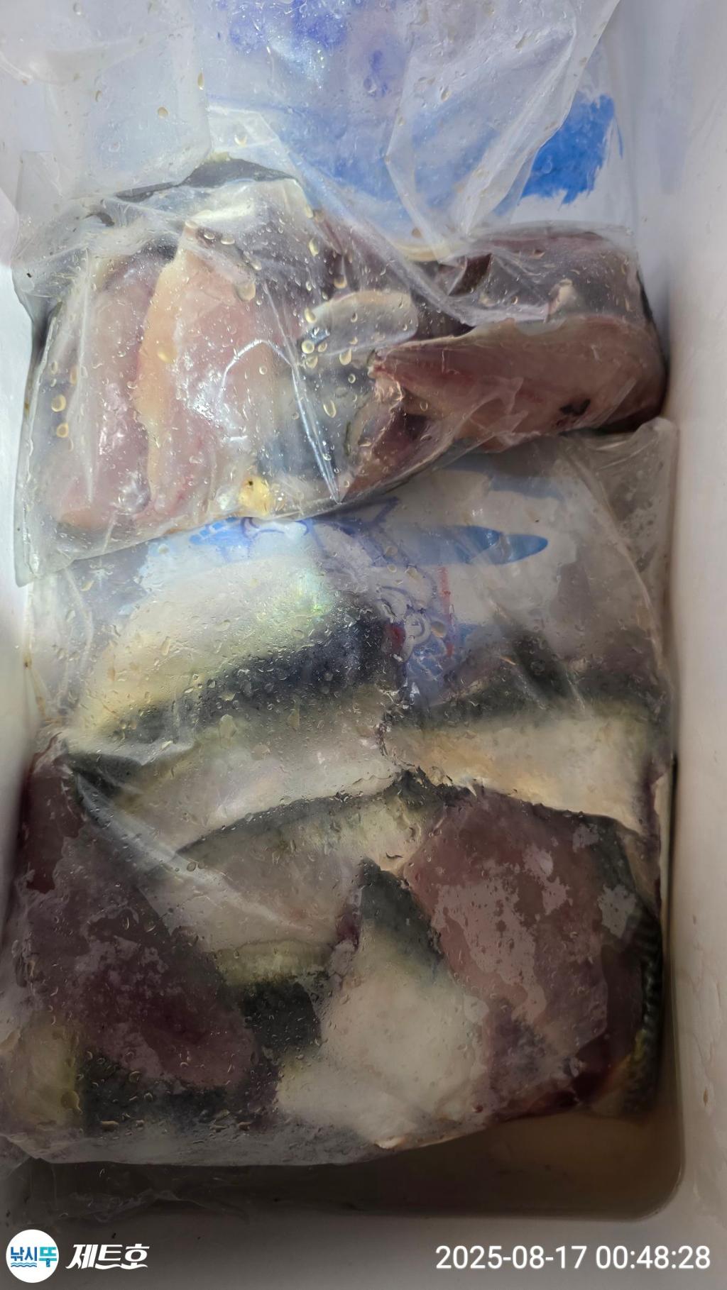 낚시뚜,고등어,전갱이,영일만항,포항 제트호,낚시뚜12