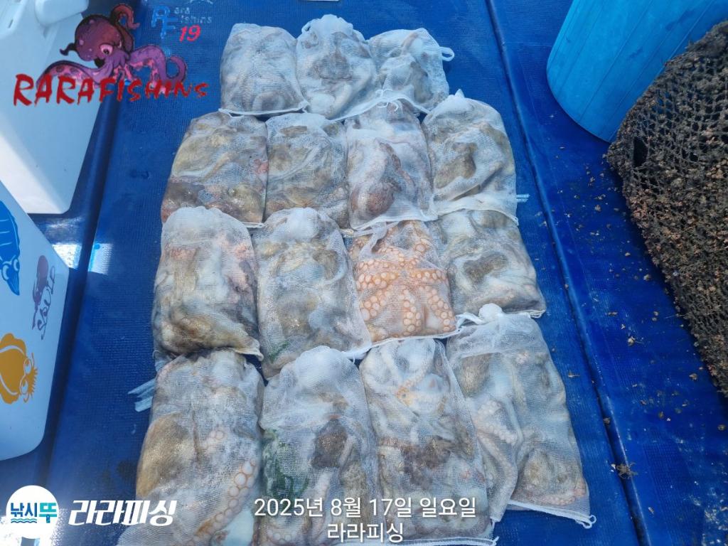 낚시뚜,돌문어,속천항(진해),라라피싱,낚시뚜27