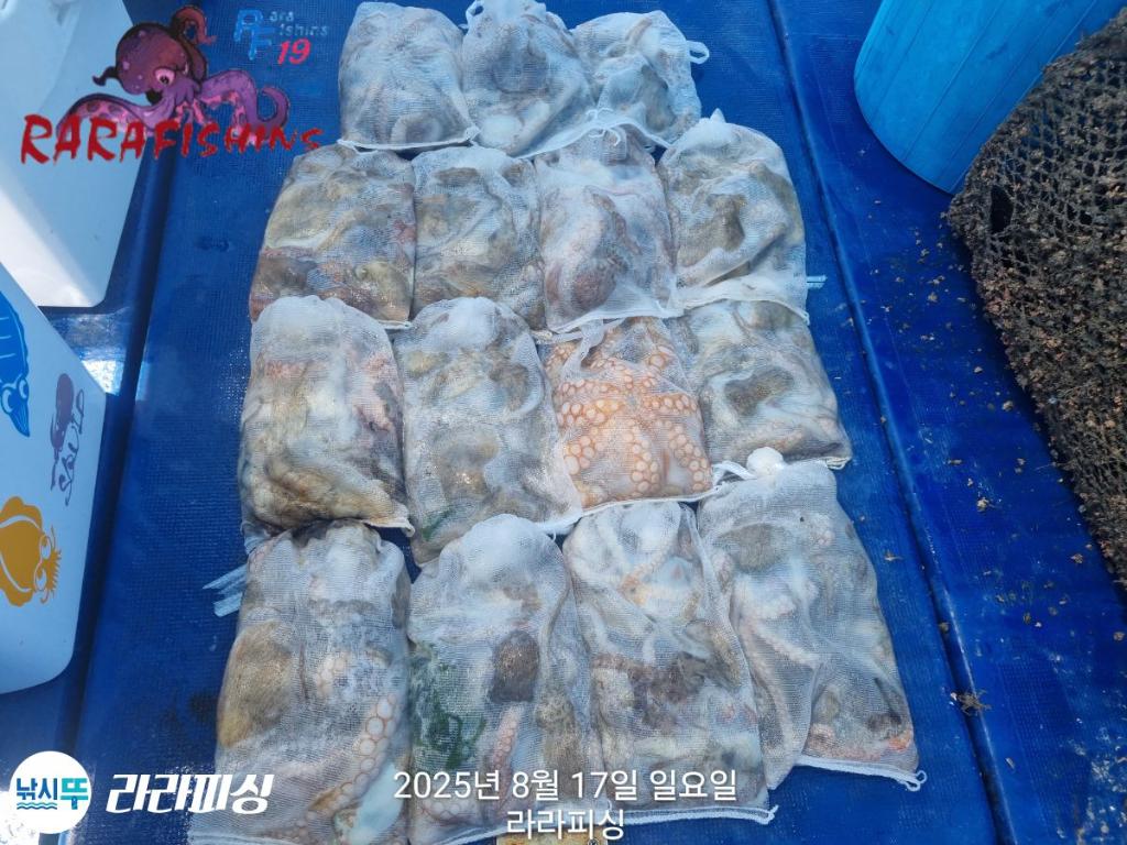 낚시뚜,돌문어,속천항(진해),라라피싱,낚시뚜26