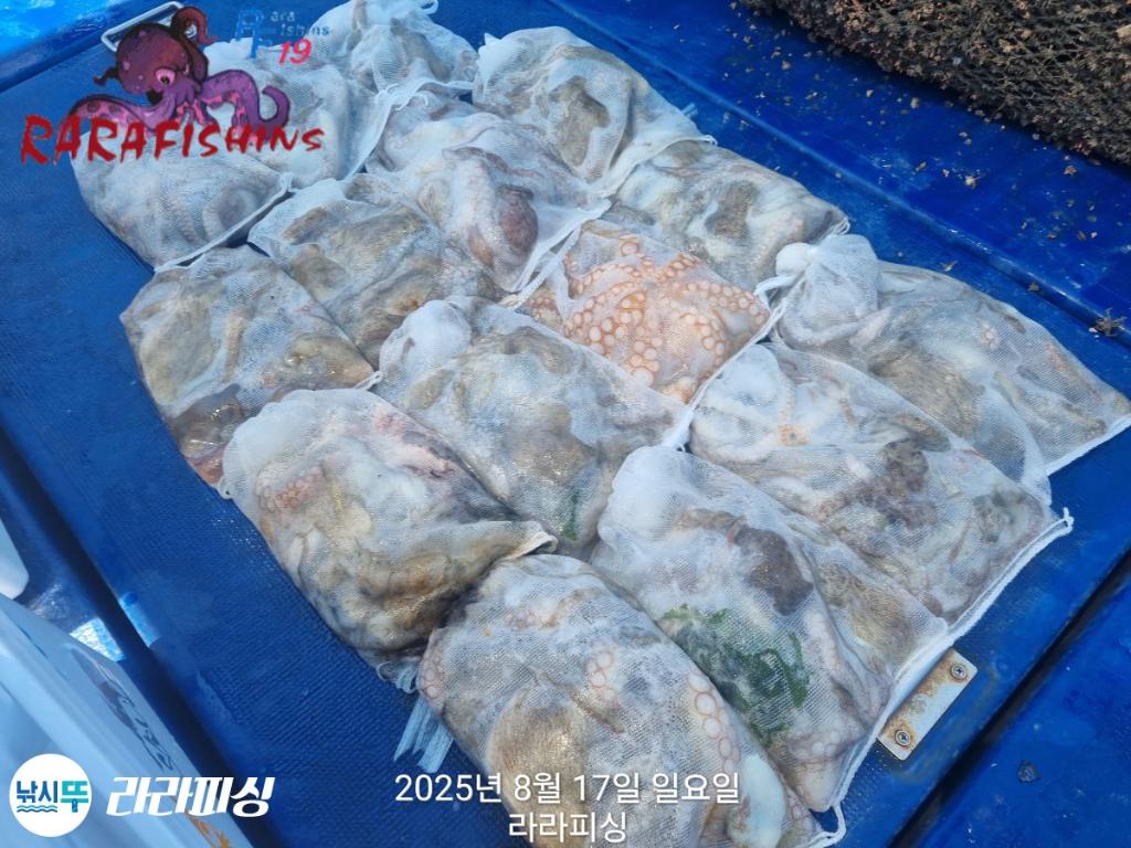낚시뚜,돌문어,속천항(진해),라라피싱,낚시뚜25