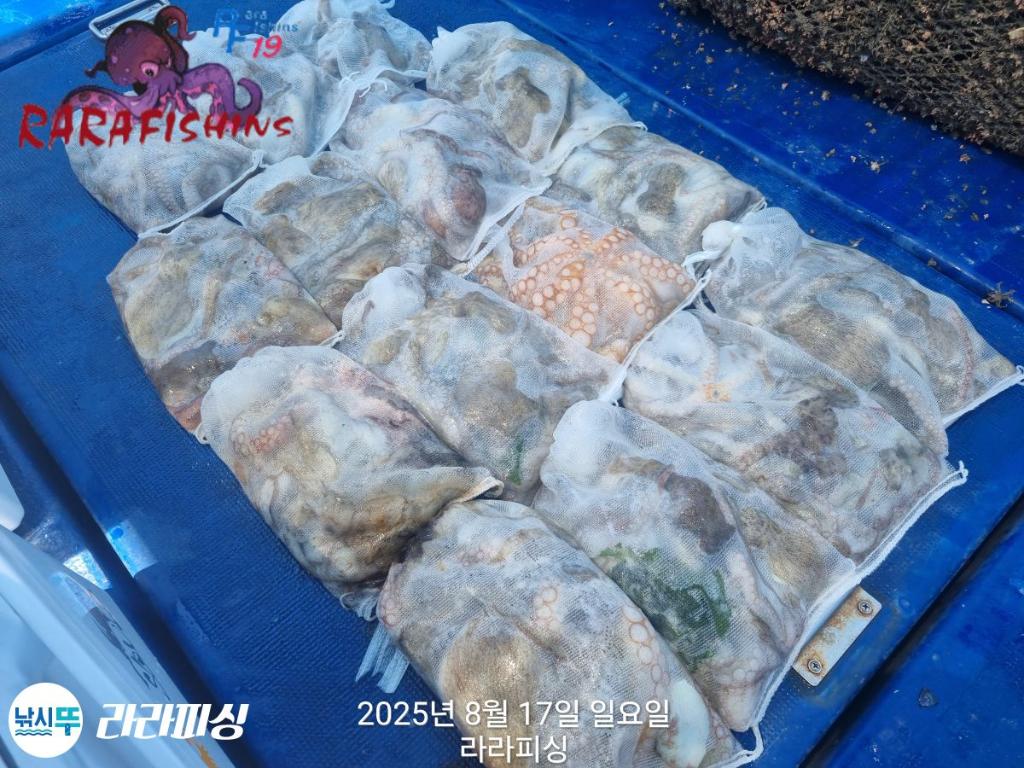 낚시뚜,돌문어,속천항(진해),라라피싱,낚시뚜24