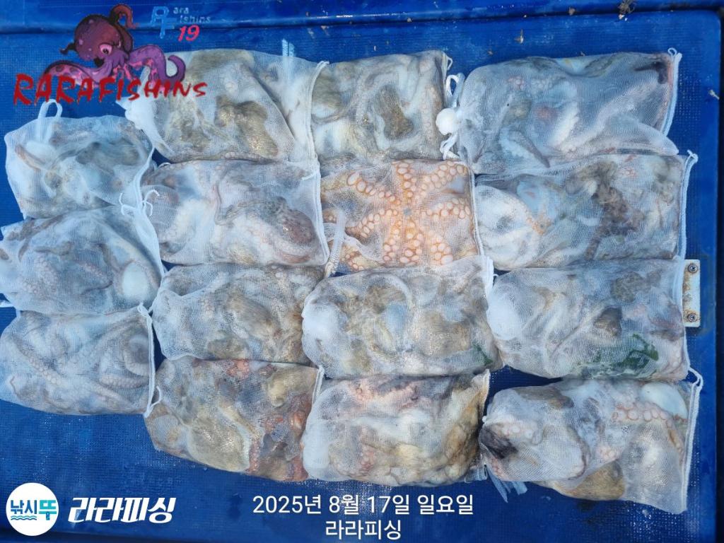 낚시뚜,돌문어,속천항(진해),라라피싱,낚시뚜23