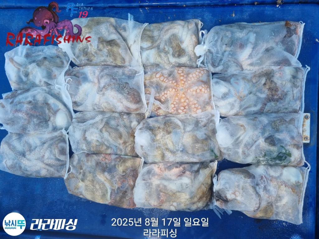낚시뚜,돌문어,속천항(진해),라라피싱,낚시뚜22