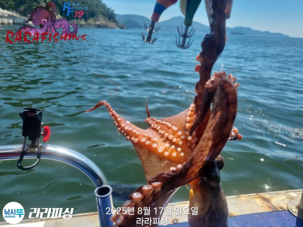 낚시뚜,돌문어,속천항(진해),라라피싱,낚시뚜21