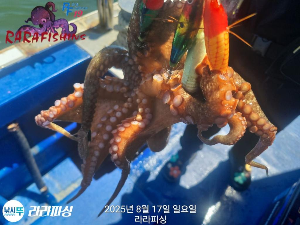 낚시뚜,돌문어,속천항(진해),라라피싱,낚시뚜20