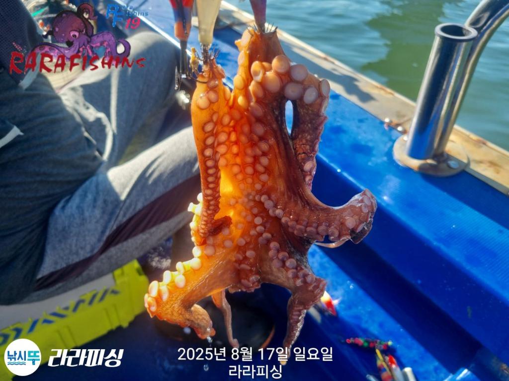 낚시뚜,돌문어,속천항(진해),라라피싱,낚시뚜19