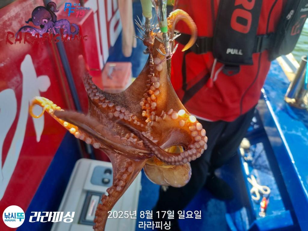 낚시뚜,돌문어,속천항(진해),라라피싱,낚시뚜18