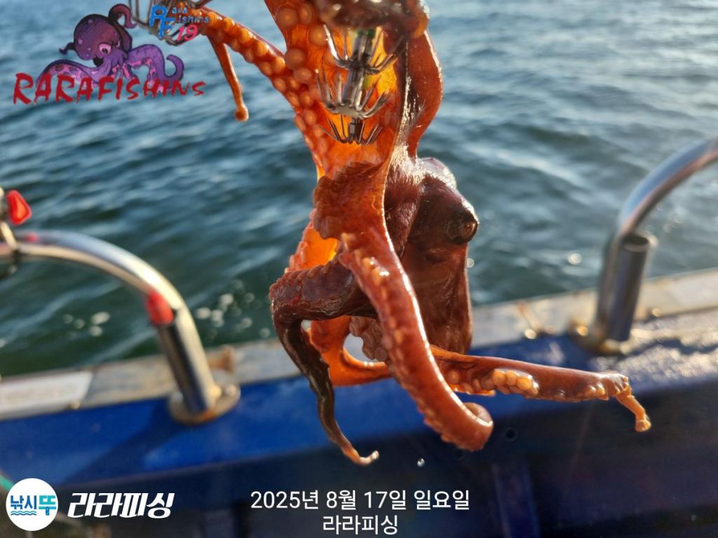 낚시뚜,돌문어,속천항(진해),라라피싱,낚시뚜16
