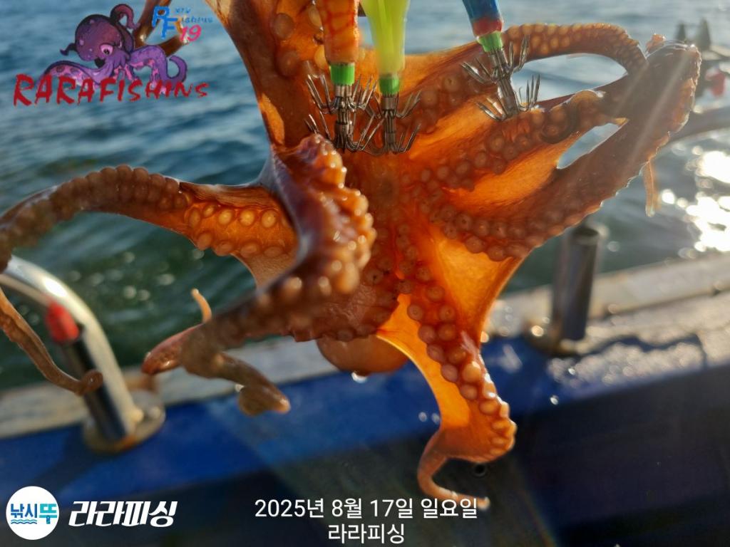 낚시뚜,돌문어,속천항(진해),라라피싱,낚시뚜15