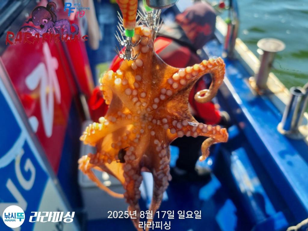 낚시뚜,돌문어,속천항(진해),라라피싱,낚시뚜12