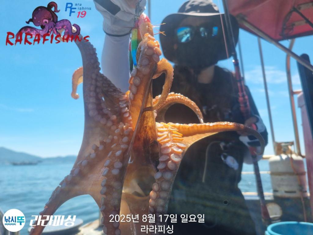 낚시뚜,돌문어,속천항(진해),라라피싱,낚시뚜3