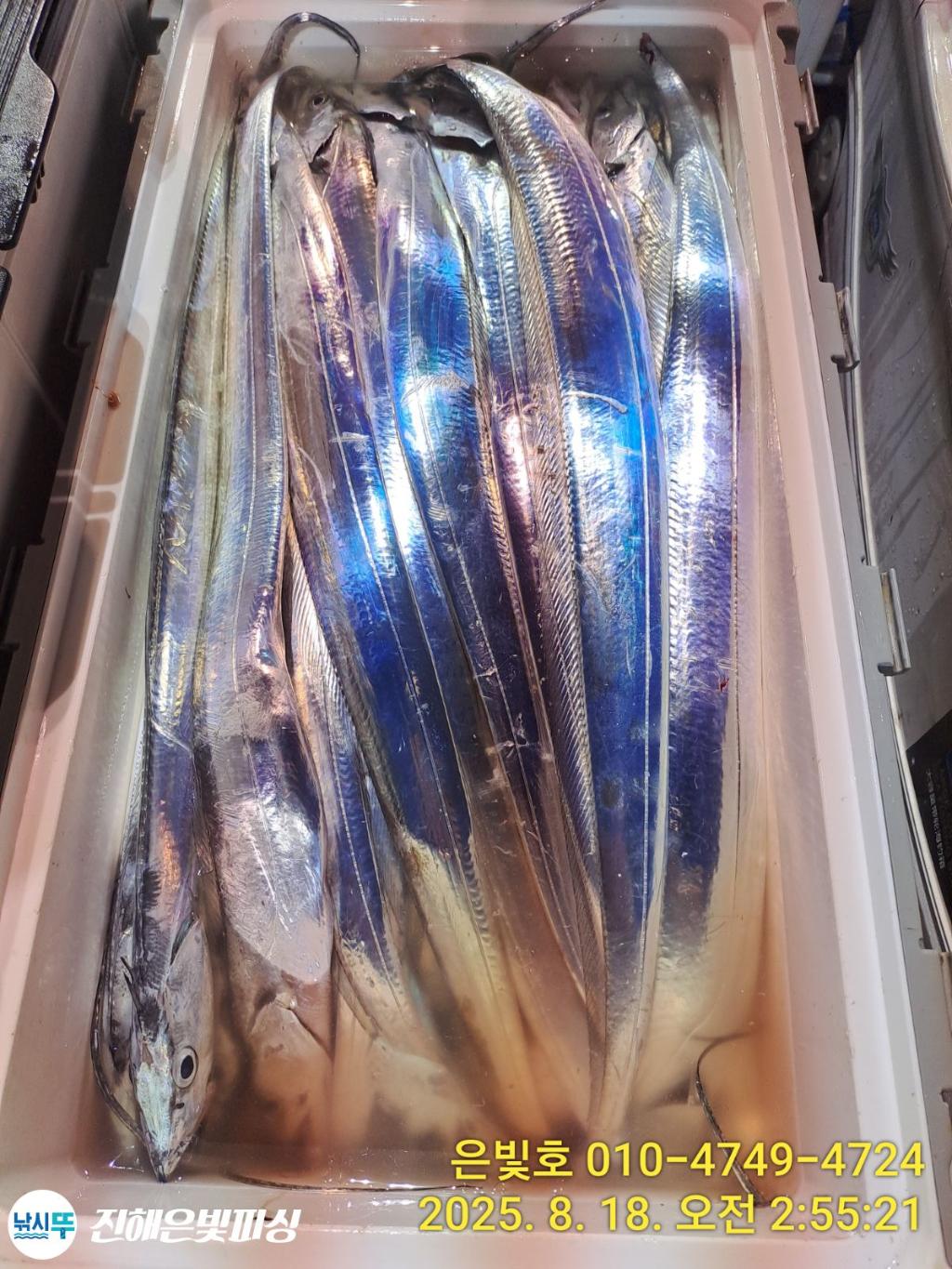 낚시뚜,갈치,진해수도항,진해은빛피싱,낚시뚜17