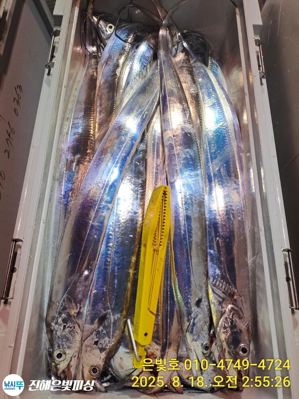 낚시뚜,갈치,진해수도항,진해은빛피싱,낚시뚜15