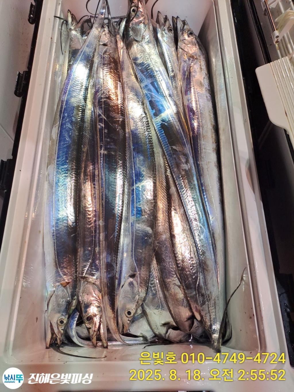 낚시뚜,갈치,진해수도항,진해은빛피싱,낚시뚜14