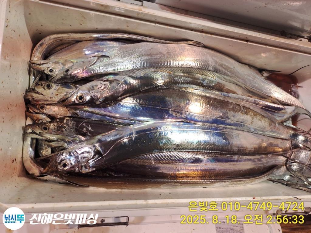 낚시뚜,갈치,진해수도항,진해은빛피싱,낚시뚜7