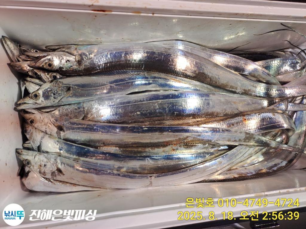 낚시뚜,갈치,진해수도항,진해은빛피싱,낚시뚜6
