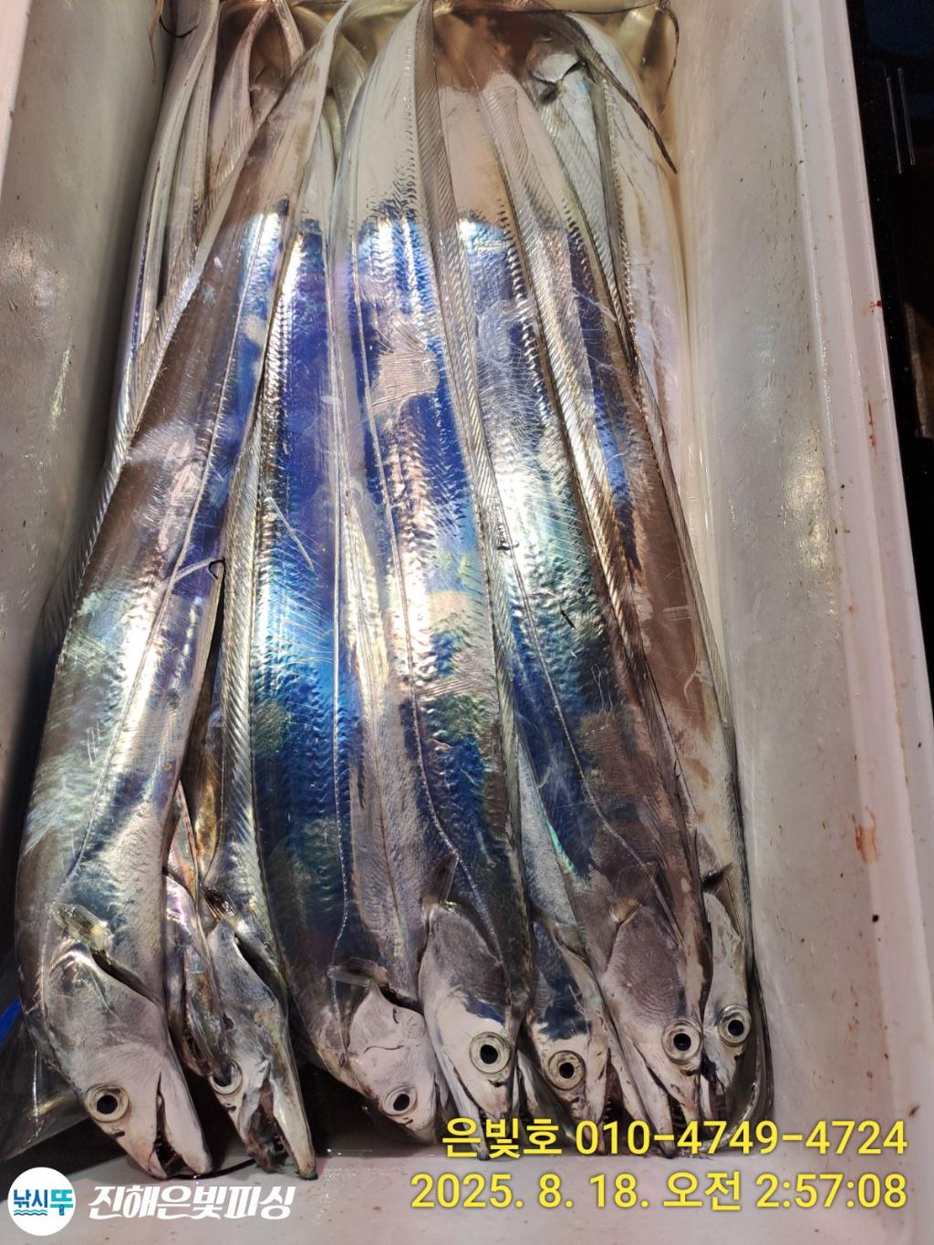 낚시뚜,갈치,진해수도항,진해은빛피싱,낚시뚜5