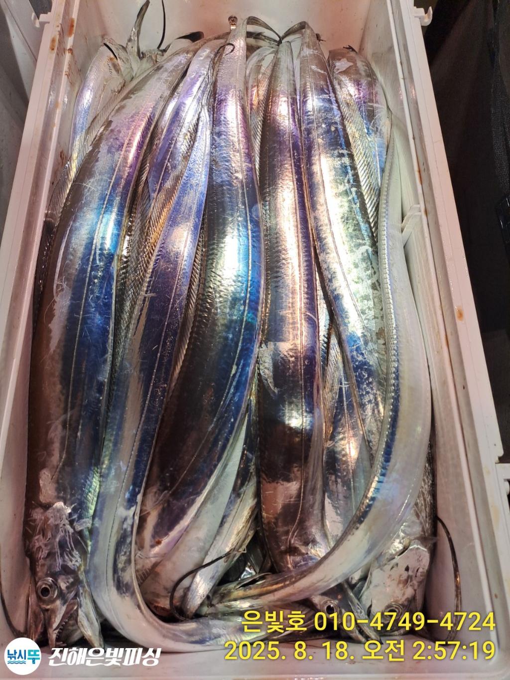낚시뚜,갈치,진해수도항,진해은빛피싱,낚시뚜1