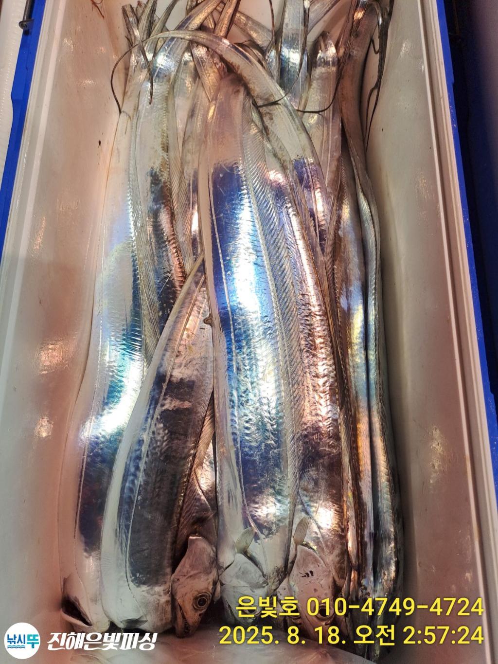 낚시뚜,갈치,진해수도항,진해은빛피싱,낚시뚜0