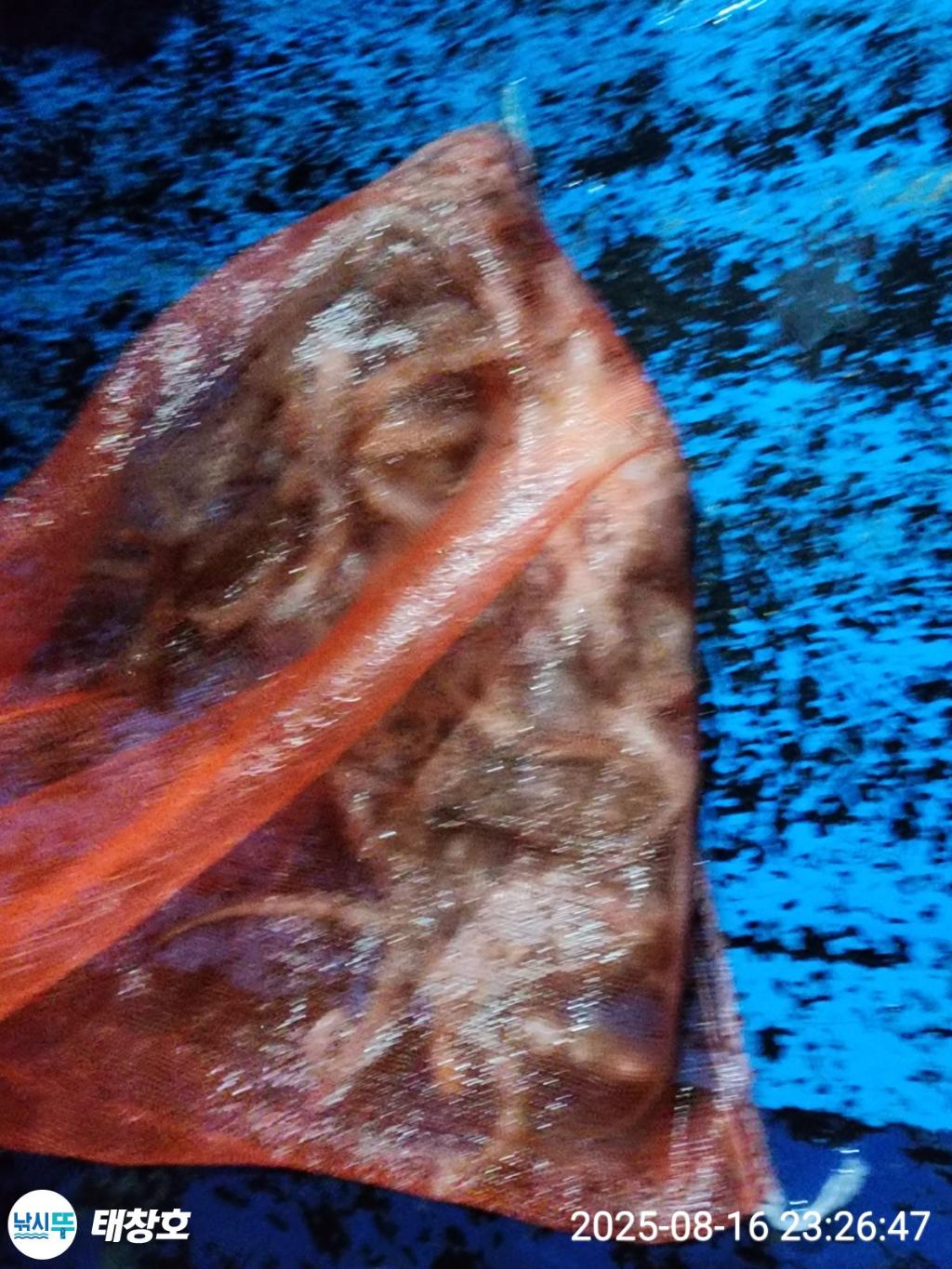F2752567Y4.jpg
