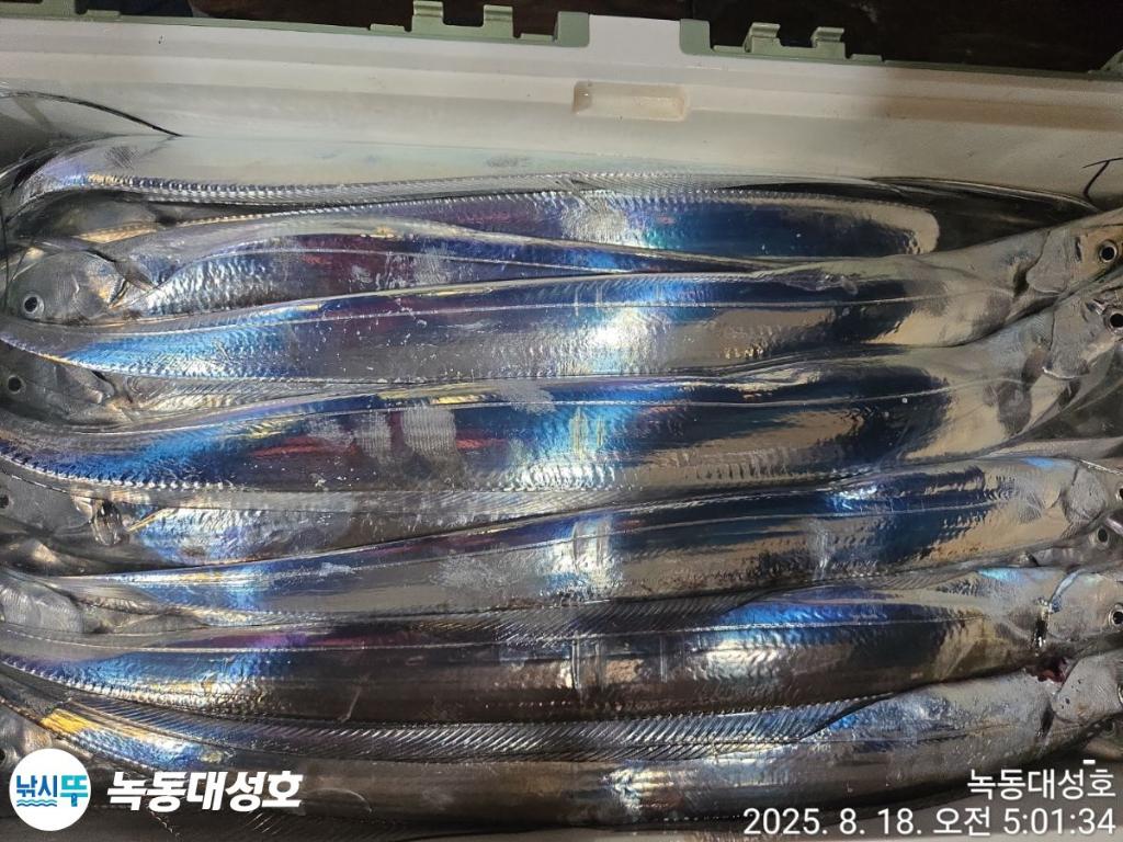 낚시뚜,갈치,녹동항,녹동대성호,낚시뚜62