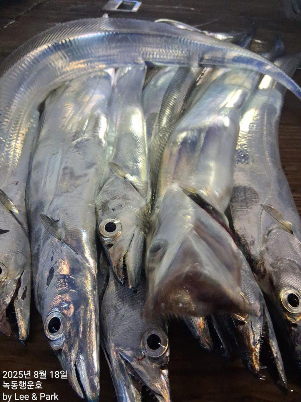낚시뚜,갈치,녹동항,녹동대성호,낚시뚜22