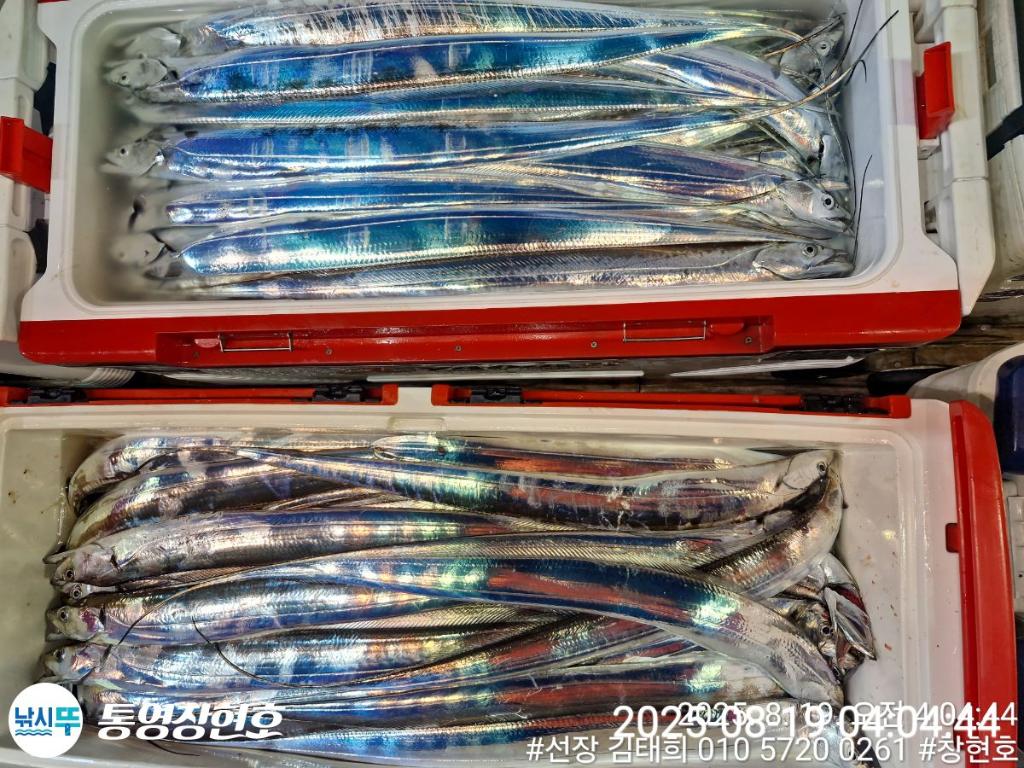 낚시뚜,갈치,통영연명항,통영창현호,낚시뚜3