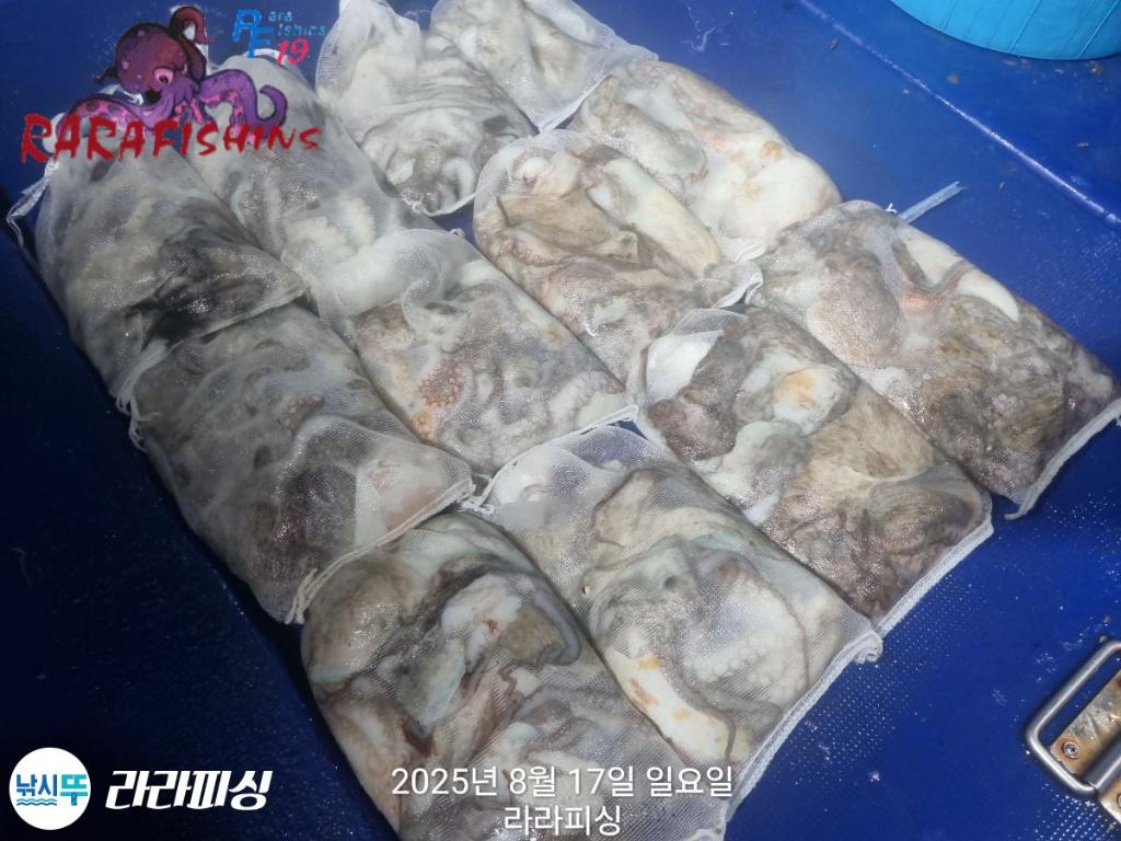 낚시뚜,돌문어,속천항(진해),라라피싱,낚시뚜21
