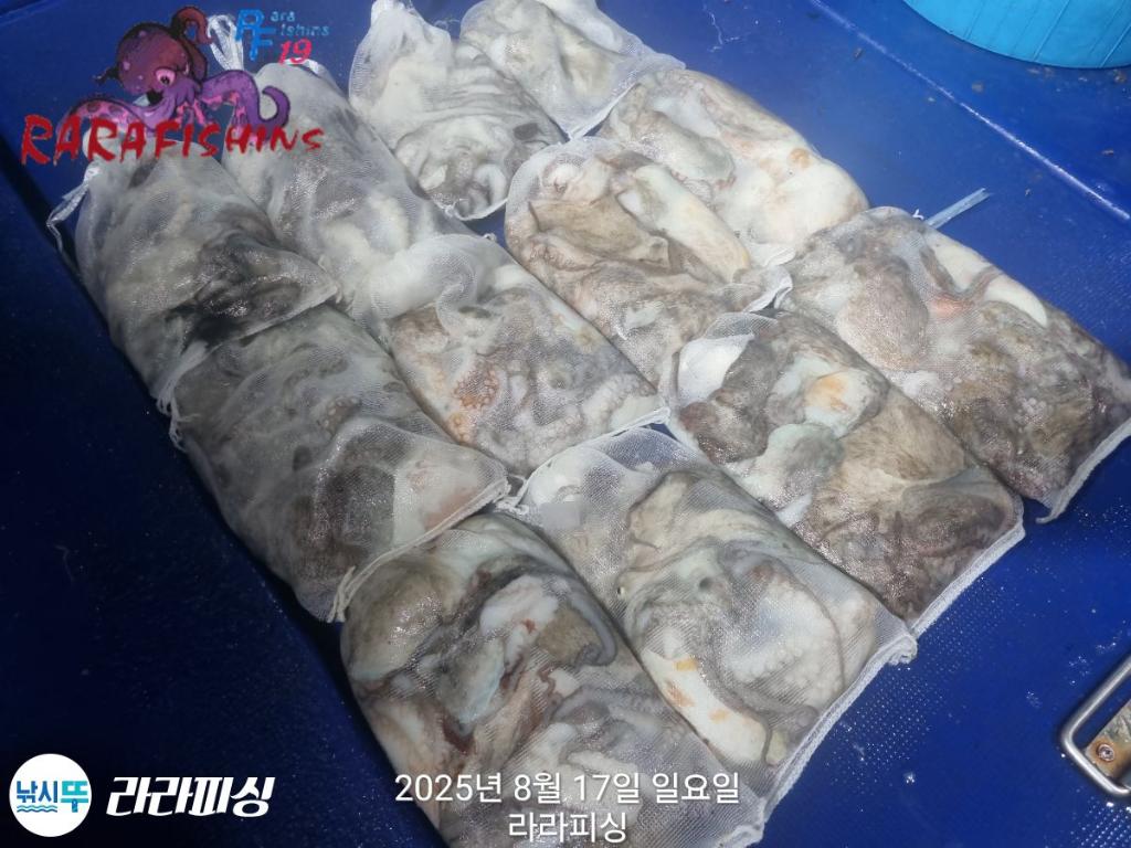 낚시뚜,돌문어,속천항(진해),라라피싱,낚시뚜20