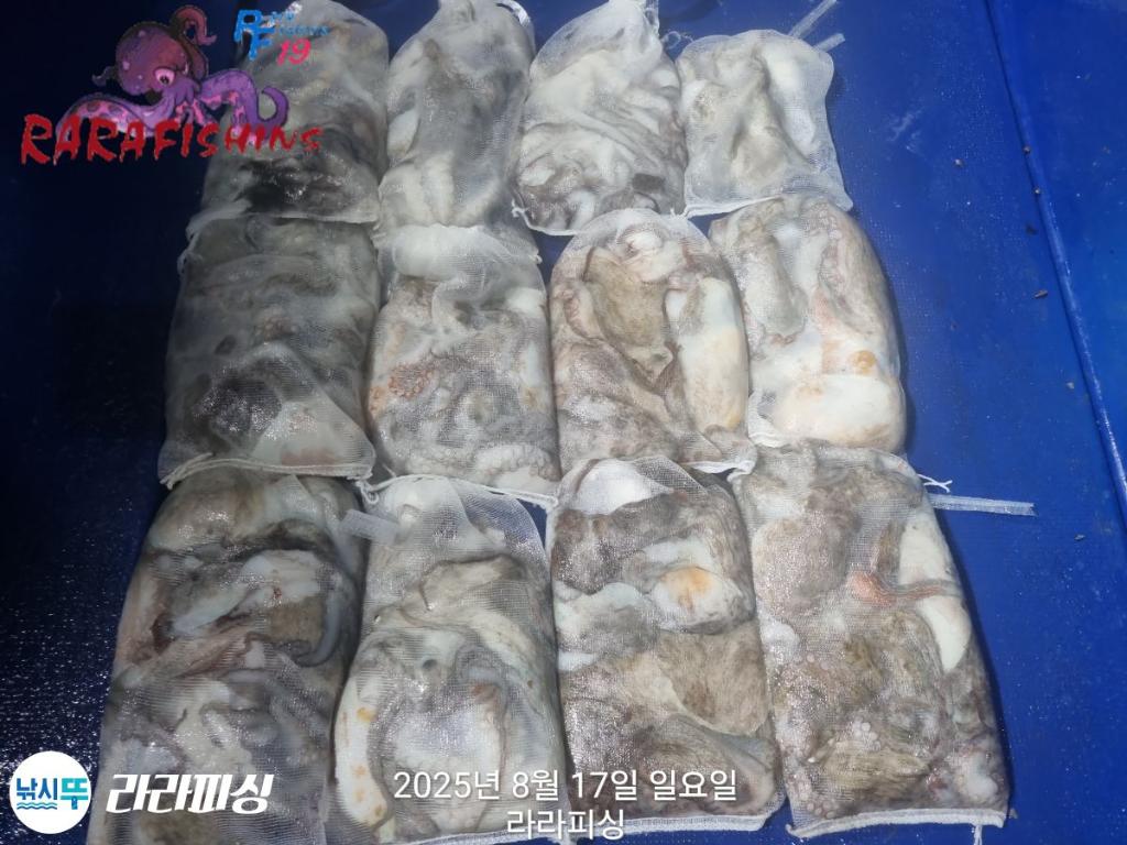 낚시뚜,돌문어,속천항(진해),라라피싱,낚시뚜18