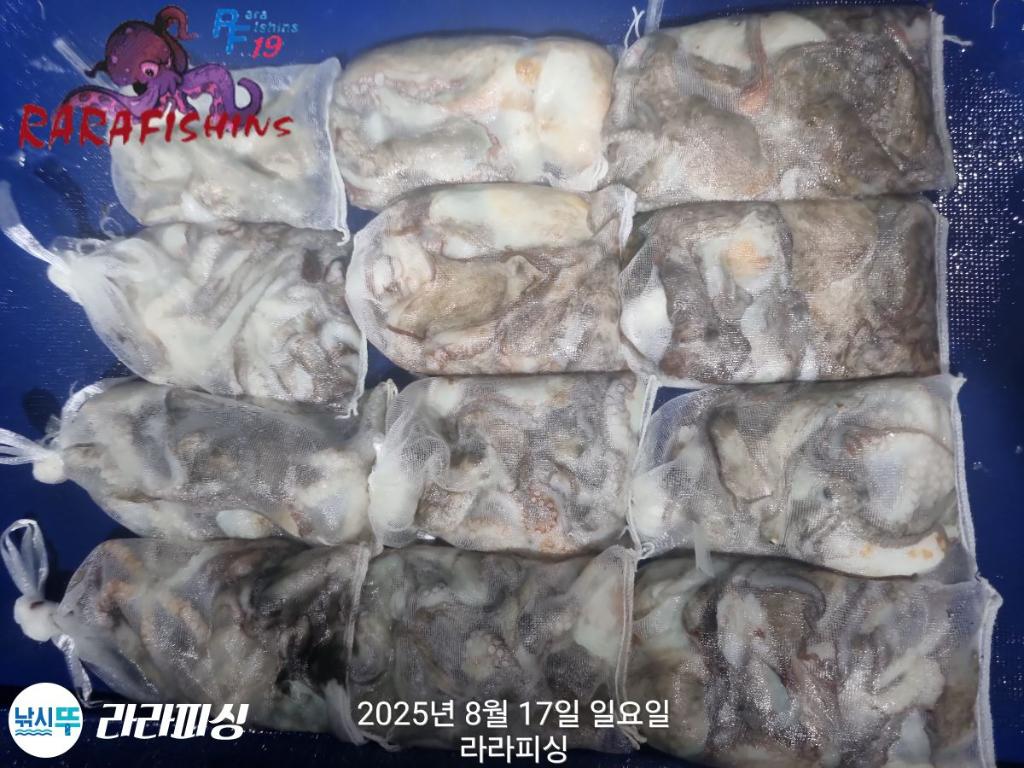 낚시뚜,돌문어,속천항(진해),라라피싱,낚시뚜17