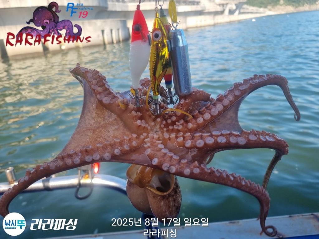 낚시뚜,돌문어,속천항(진해),라라피싱,낚시뚜12