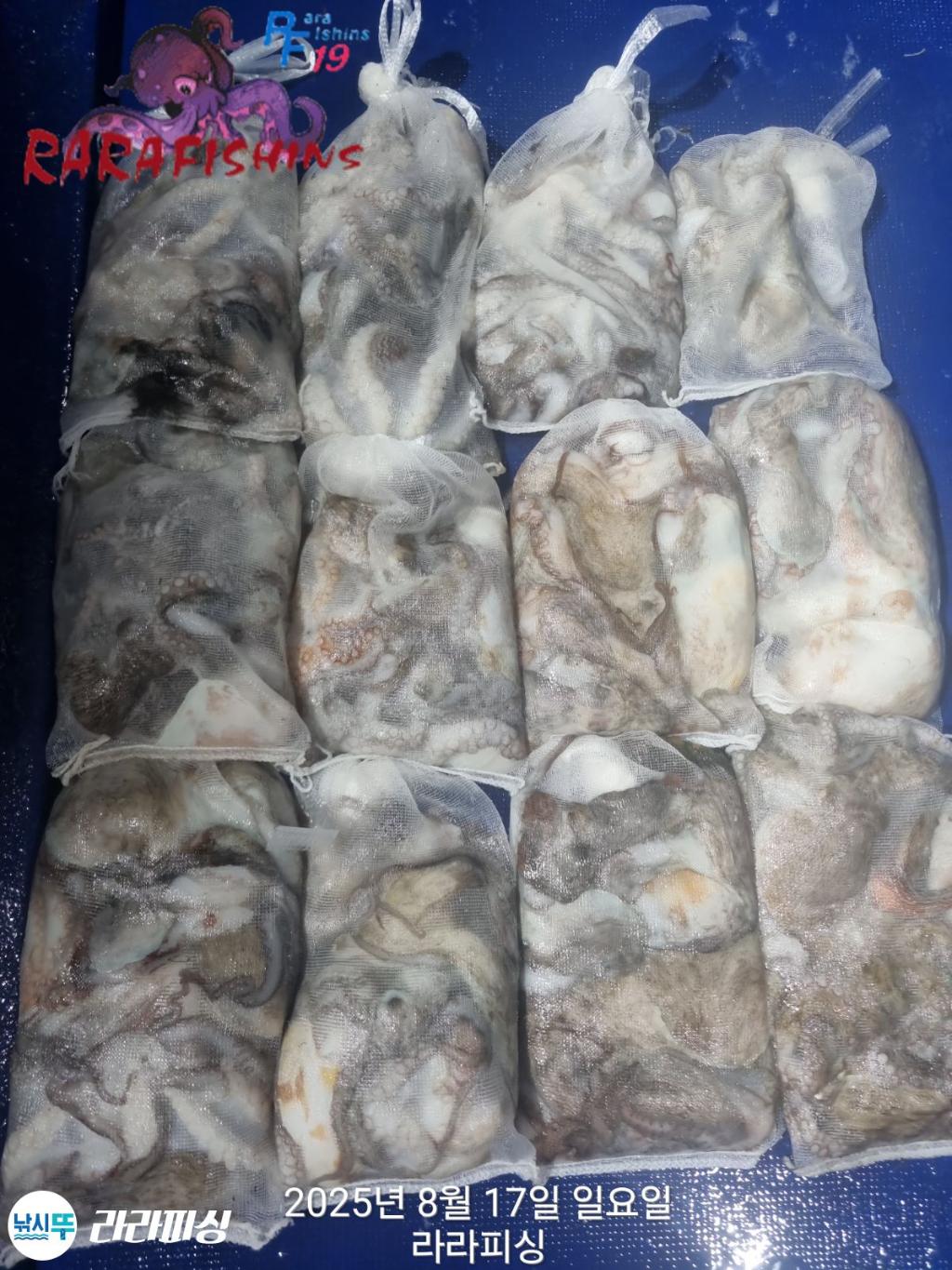 낚시뚜,돌문어,속천항(진해),라라피싱,낚시뚜1