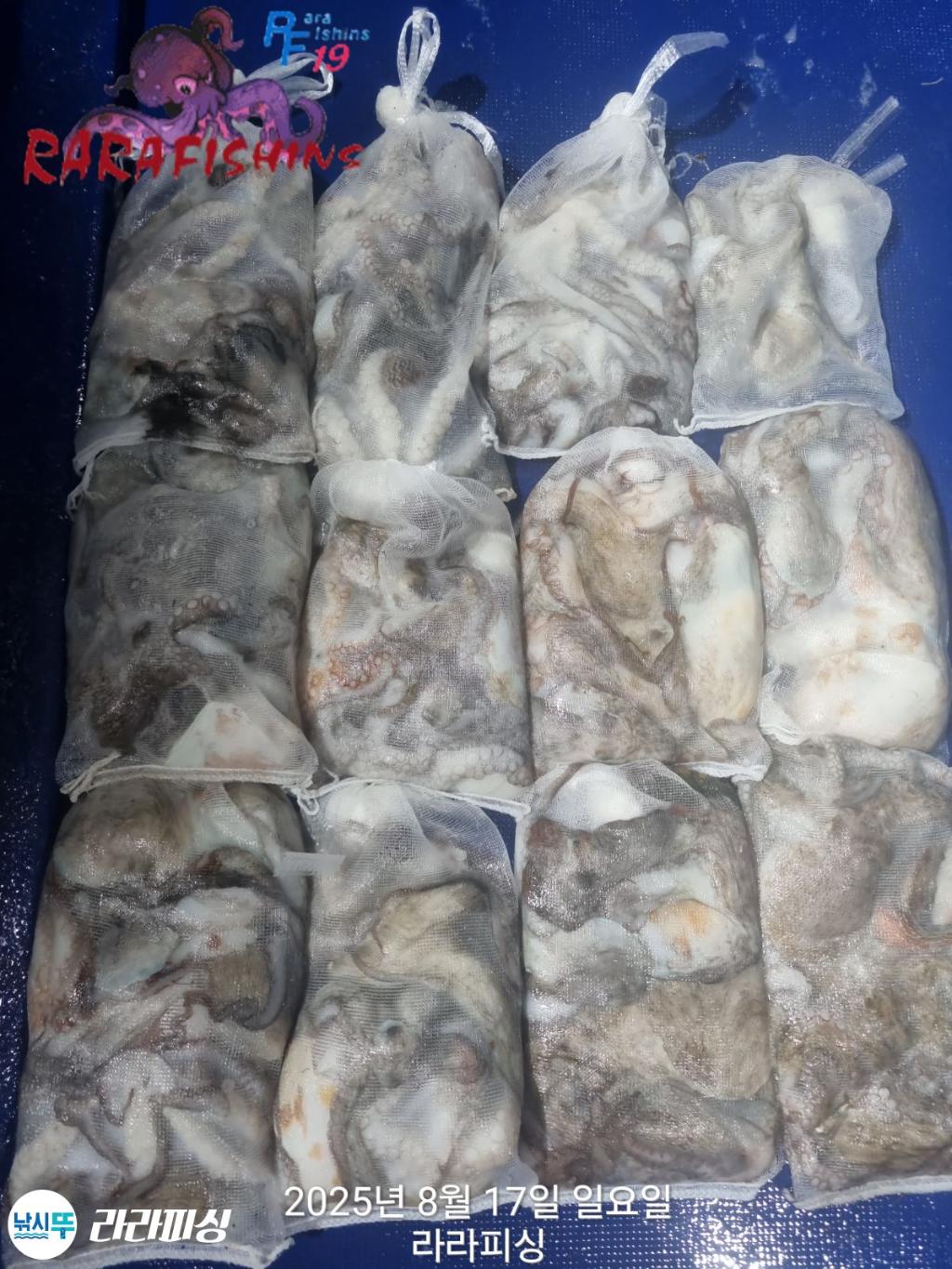 낚시뚜,돌문어,속천항(진해),라라피싱,낚시뚜0
