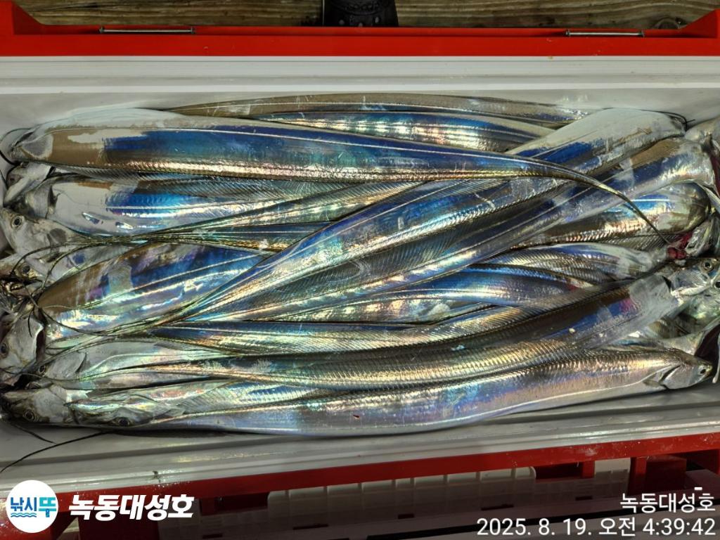낚시뚜,갈치,녹동항,녹동대성호,낚시뚜83