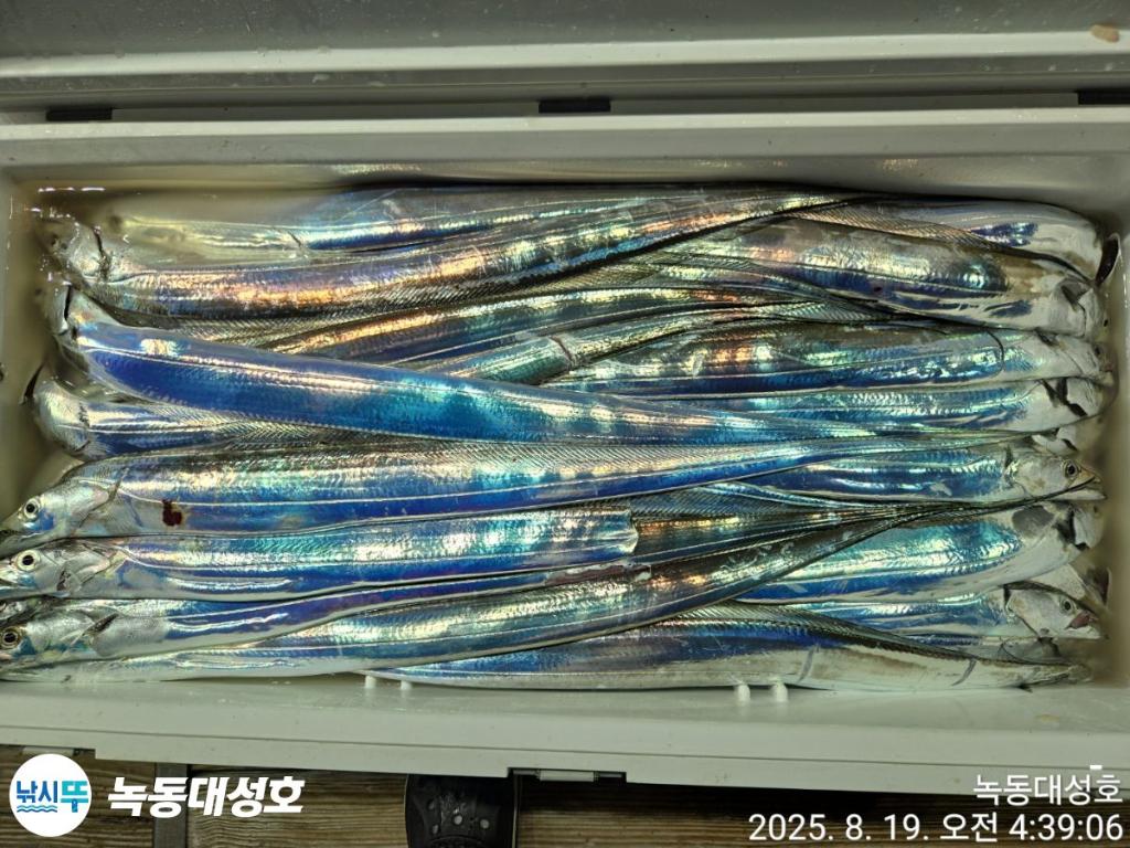 낚시뚜,갈치,녹동항,녹동대성호,낚시뚜82