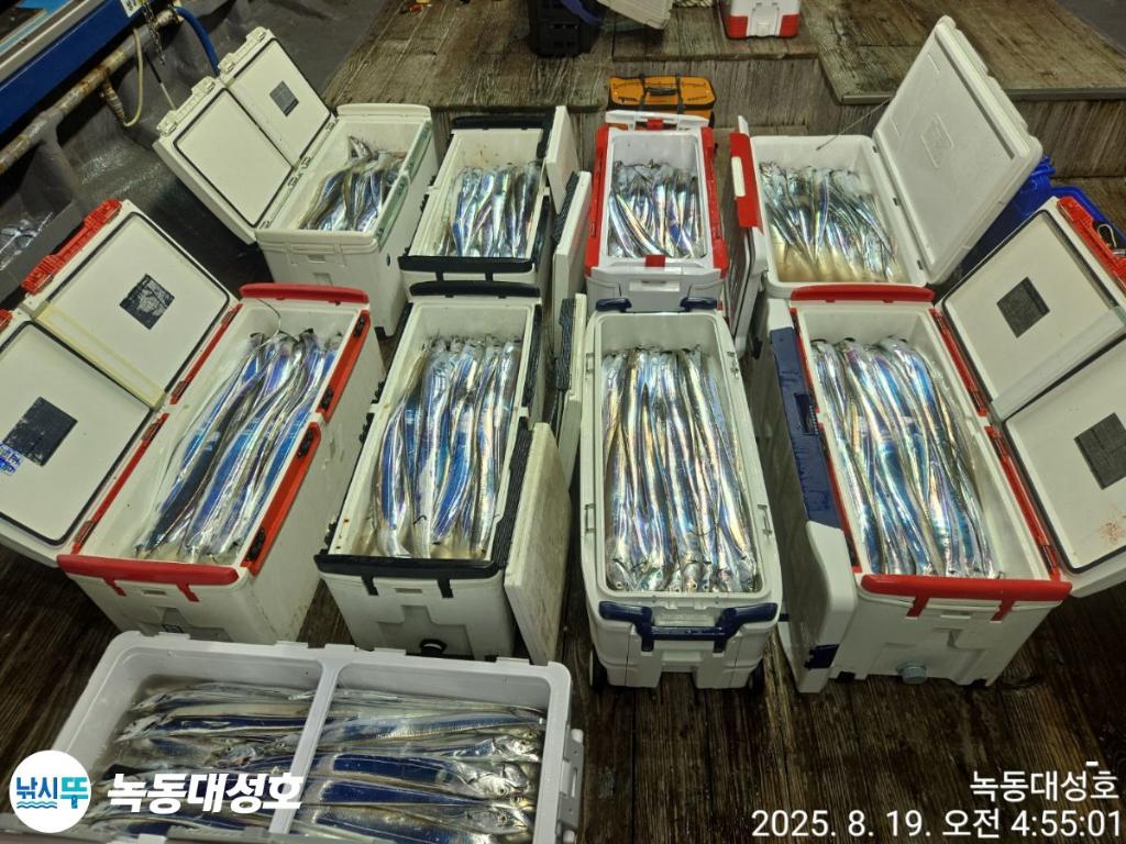 낚시뚜,갈치,녹동항,녹동대성호,낚시뚜2