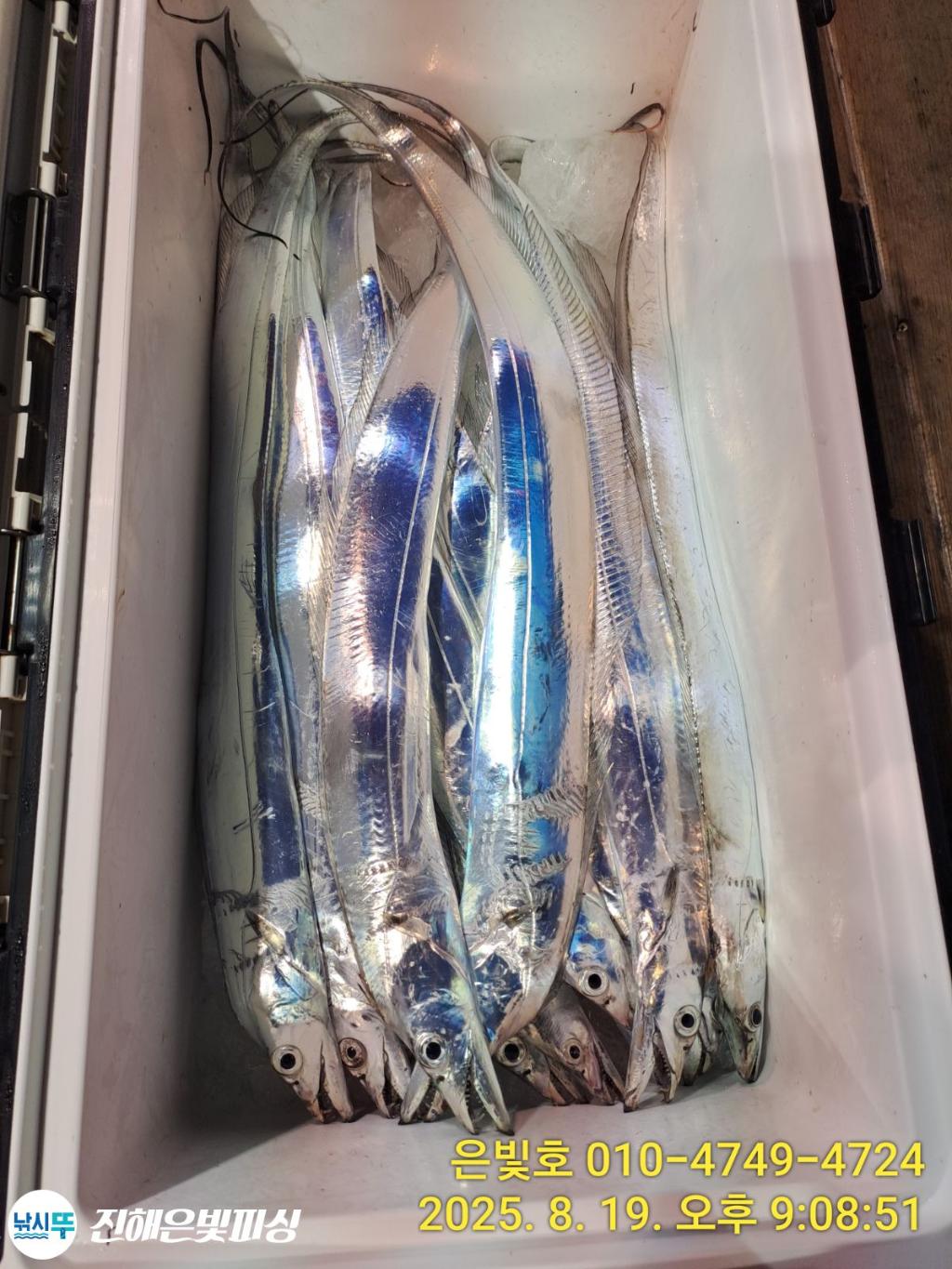 낚시뚜,갈치,진해수도항,진해은빛피싱,낚시뚜5