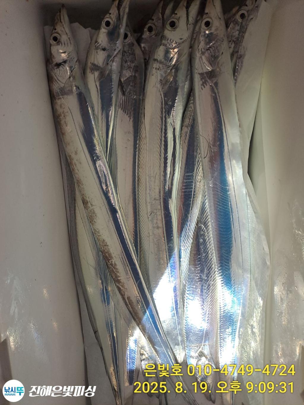 낚시뚜,갈치,진해수도항,진해은빛피싱,낚시뚜3