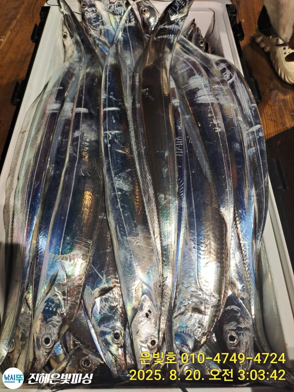 낚시뚜,갈치,진해수도항,진해은빛피싱,낚시뚜9
