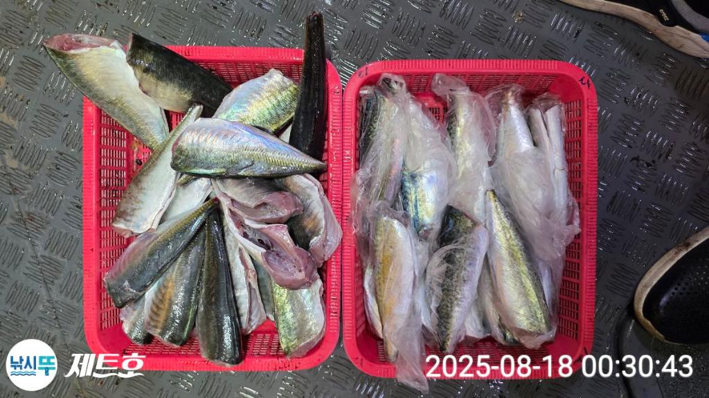 낚시뚜,고등어,전갱이,영일만항,포항 제트호,낚시뚜7