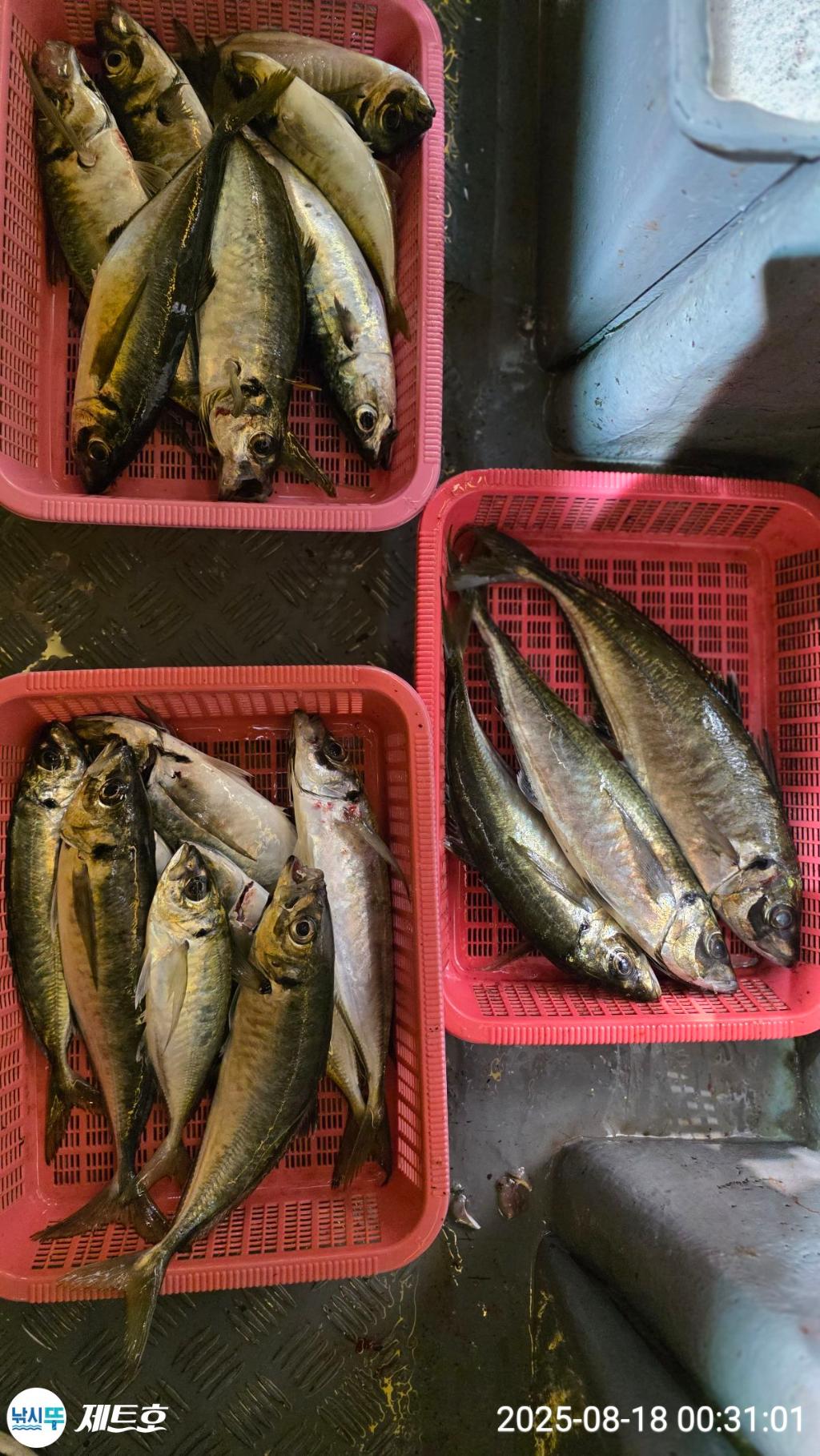 낚시뚜,고등어,전갱이,영일만항,포항 제트호,낚시뚜5