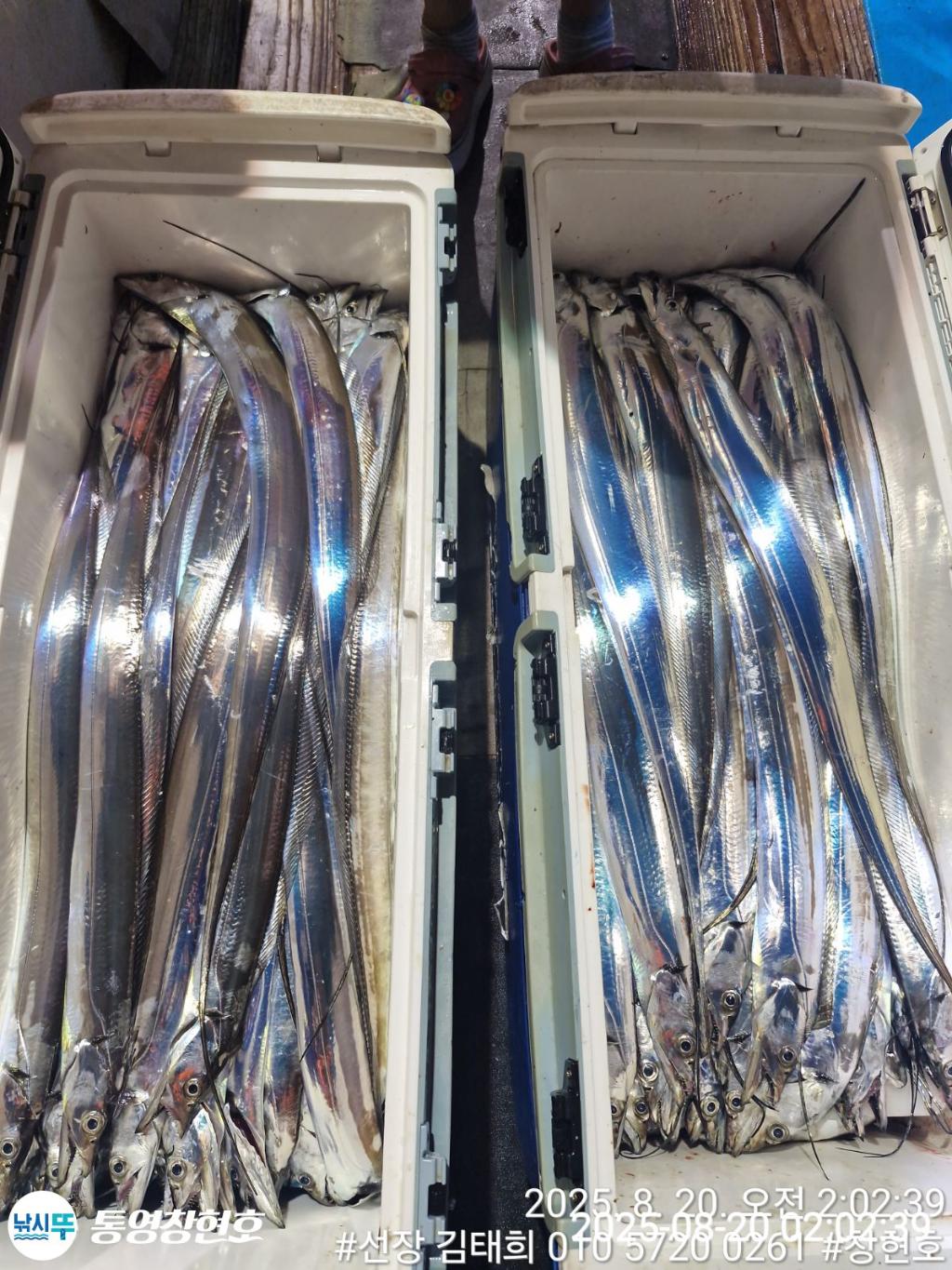 낚시뚜,갈치,통영연명항,통영창현호,낚시뚜22