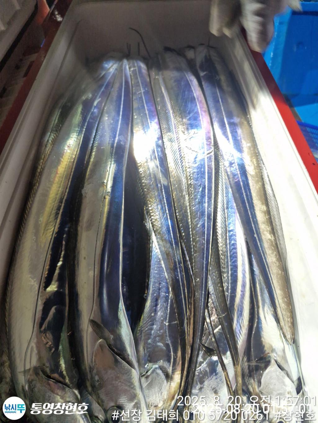 낚시뚜,갈치,통영연명항,통영창현호,낚시뚜18